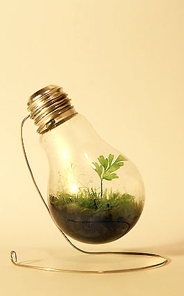 Reciclar bombilla recycle light bulb