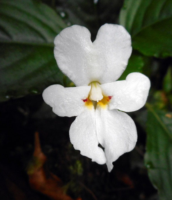 Orquídea descubierta en el Congo y que forma parte del catálogo de especies "bautizares".