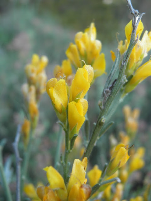 Arbusto rastrero con flores amarillas llamada Genista teretifolia