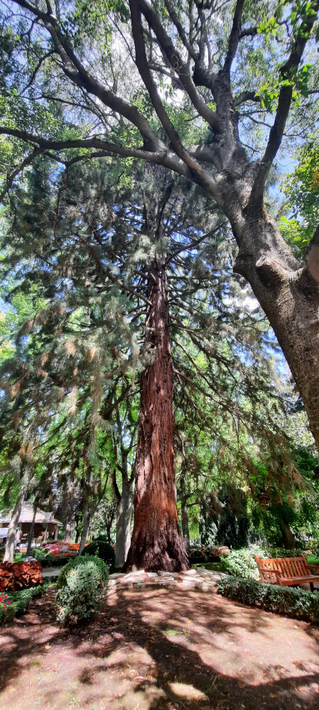 Sekuoia erraldoia (Sequoiadendron giganteum)